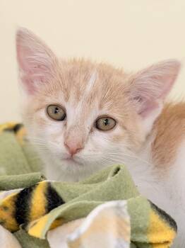 Chomp -  Domestic Short Hair Cat for Adoption in Menomonie, Wisconsin - Chomp | PetCurious