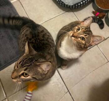 Indie and Ollie BONDED PAIR -  Tabby Cat for Adoption in Avondale, Pennsylvania - Indie And Ollie BONDED PAIR | PetCurious
