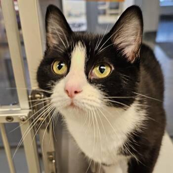 Domestic Short Hair Cats Available for Adoption in Cedar Rapids, Iowa - Lolli | PetCurious