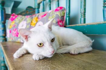 King George -  Domestic Short Hair Cat for Adoption in San Antonio, Texas - King George | PetCurious