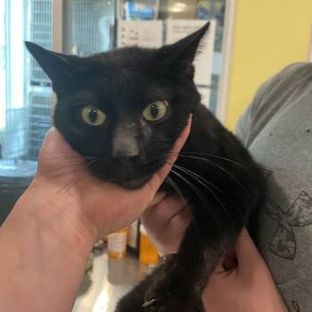 Domestic Short Hair Cats Available for Adoption in West Des Moines, Iowa - Salmon | PetCurious