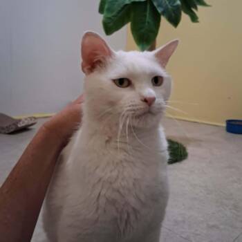 General Purrshing -  Domestic Short Hair Cat for Adoption in Vine Grove, Kentucky - General Purrshing | PetCurious