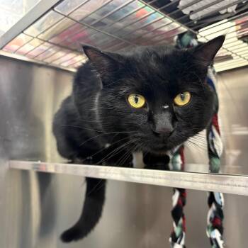 Domestic Short Hair Cats Available for Adoption - Jimmy | PetCurious