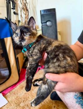Bologna -  Domestic Short Hair Cat for Adoption in Millcreek, Utah - Bologna | PetCurious