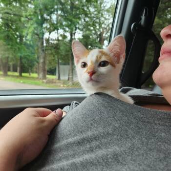 Mason -  Domestic Short Hair Cat for Adoption in Mount Pleasant, Texas - Mason | PetCurious