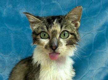 Winston -  Domestic Medium Hair and Tabby Cat for Adoption in Republic, Washington - Winston | PetCurious