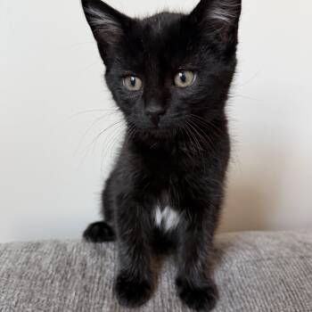 Atticus -  Domestic Short Hair Cat for Adoption in Germansville, Pennsylvania - Atticus | PetCurious