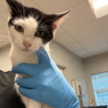 Centar -  Domestic Short Hair Cat for Adoption in Horn Lake, Mississippi - Centar | PetCurious