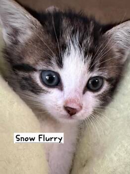 Snow Flurry -  Tabby Cat Available for Adoption in Calimesa, California - Snow Flurry | PetCurious