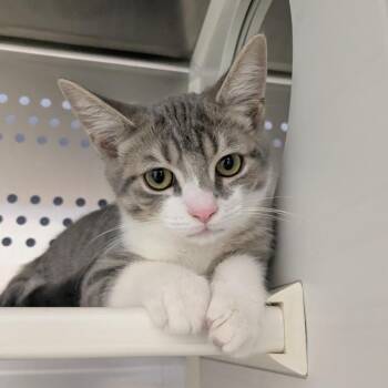 Lionel -  Domestic Short Hair Cat for Adoption in Hendersonville, North Carolina - Lionel | PetCurious