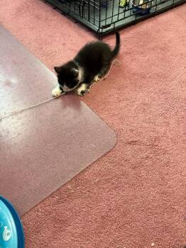 Oreo -  Domestic Short Hair Cat for Adoption - Oreo | PetCurious