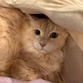 Domestic Medium Hair Cats Available for Adoption in Louisville, Kentucky - Anchor | PetCurious
