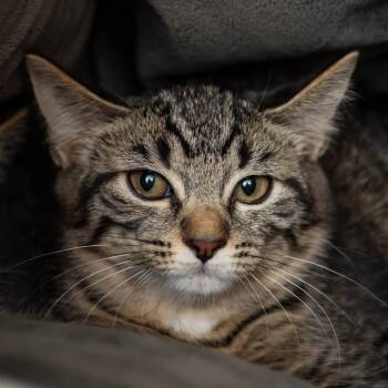 Stump -  Domestic Short Hair Cat for Adoption in Middletown, Rhode Island - Stump | PetCurious