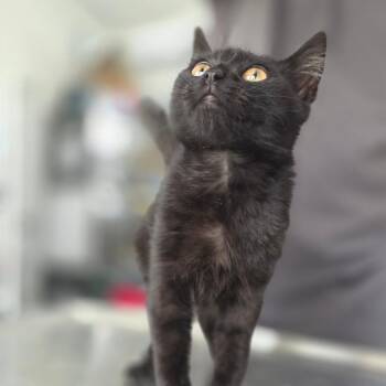 Phoebe -  Domestic Short Hair Cat for Adoption in Chapel Hill, North Carolina - Phoebe | PetCurious