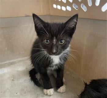 Rescue Domestic Short Hair Cats for Adoption in Fort Lauderdale, Florida - A2450650 | PetCurious