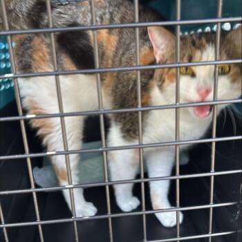 Domestic Short Hair Cats Available for Adoption in New York, New York - Callie 2 | PetCurious