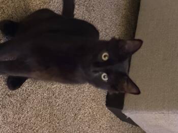 Abraham -  Domestic Short Hair Cat for Adoption in Homer Glen, Illinois - Abraham | PetCurious