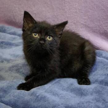 Jareth -  Domestic Short Hair Cat for Adoption in Versailles, Kentucky - Jareth | PetCurious