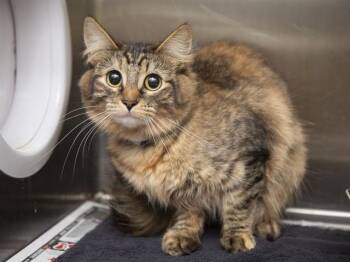 BANDIT -  Domestic Medium Hair Cat for Adoption in Phoenix, Arizona - BANDIT | PetCurious