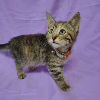 Rummy -  Domestic Short Hair Cat for Adoption in Coos Bay, Oregon - Rummy | PetCurious