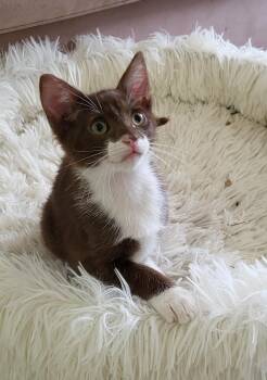 Coco. (Sweet Chicolate Kitty) -  York Chocolate Cat for Adoption in Mobile, Alabama - Coco. (Sweet Chicolate Kitty) | PetCurious