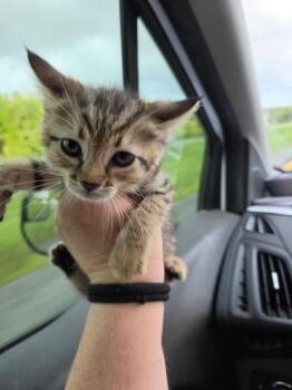 Akiane -  Domestic Short Hair Cat Available for Adoption in Town 