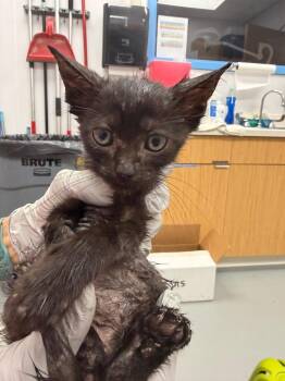 Licorice -  Domestic Short Hair Cat for Adoption in Hartsville, South Carolina - Licorice | PetCurious