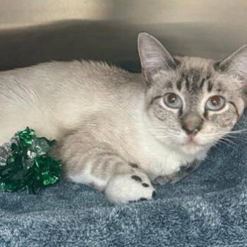 Opal -  Domestic Short Hair Cat for Adoption in Las Vegas, Nevada - Opal | PetCurious