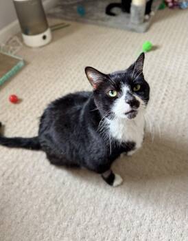 Domestic Short Hair Cats Available for Adoption - Ninja | PetCurious