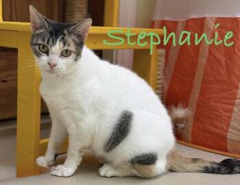 Stephanie -  Domestic Short Hair Cat for Adoption in Pawleys Island, South Carolina - Stephanie | PetCurious