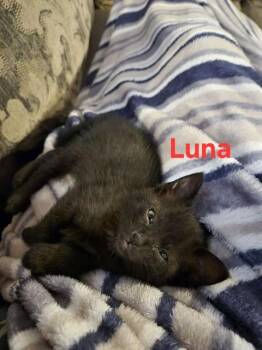 Domestic Short Hair Cats Available for Adoption in Omaha, Nebraska - LUNA | PetCurious