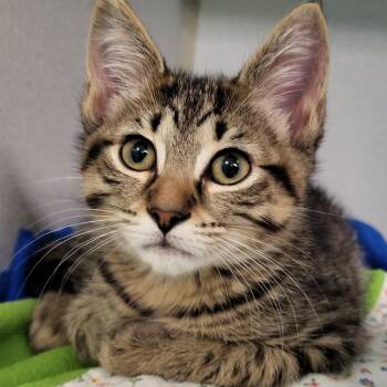 Lychee -  Domestic Short Hair Cat for Adoption in Grayslake, Illinois - Lychee | PetCurious