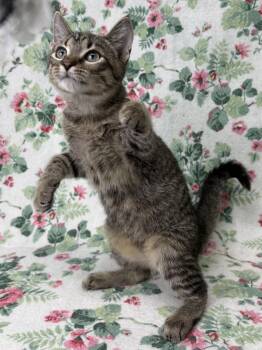 260808  Thimble -  Domestic Short Hair Cat for Adoption in Wetumpka, Alabama - 260808  Thimble | PetCurious