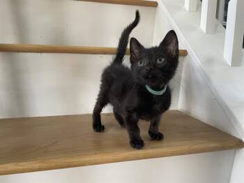 THOMAS -  Domestic Short Hair Cat for Adoption in Charlotte, North Carolina - THOMAS | PetCurious