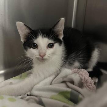Orca -  Domestic Short Hair Cat for Adoption in Jupiter, Florida - Orca | PetCurious
