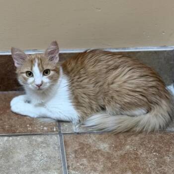Annie -  Domestic Medium Hair Cat for Adoption in Midland, Texas - Annie | PetCurious