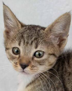 Domestic Short Hair and Tabby Cats Available for Adoption in Kennesaw, Georgia - Cheer | PetCurious