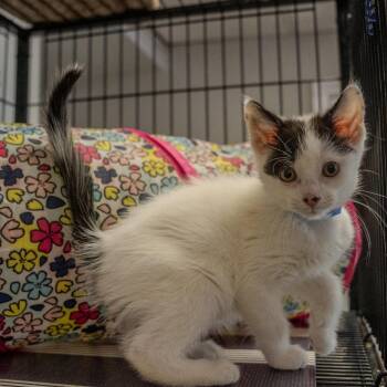 Domestic Long Hair Cats Available for Adoption in Pawling, New York - Poker Face | PetCurious