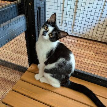Knock Knock -  Domestic Short Hair Cat for Adoption in Boerne, Texas - Knock Knock | PetCurious