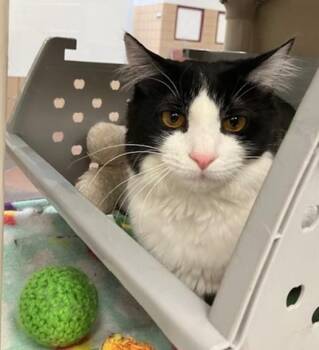 Domestic Short Hair Cats Available for Adoption - JESSICA | PetCurious