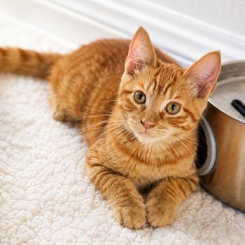 Ginger -  Domestic Short Hair Cat for Adoption in Sunrise, Florida - Ginger | PetCurious