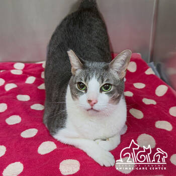 Rescue Domestic Short Hair Cats for Adoption in Irvine, California - JAZZ | PetCurious