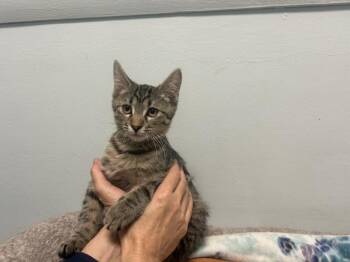 Libra -  Domestic Short Hair Cat for Adoption in Chicago, Illinois - Libra | PetCurious