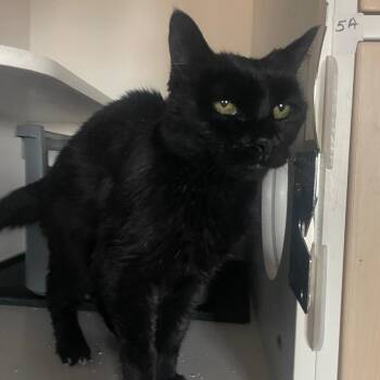 Domestic Short Hair Cats Available for Adoption in Prescott, Arizona - Sweetie Pie | PetCurious