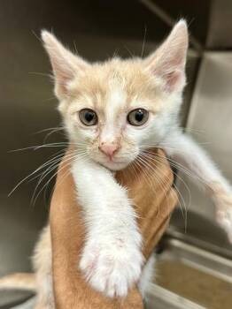 Livewire -  Domestic Short Hair Cat for Adoption in Wichita, Kansas - Livewire | PetCurious
