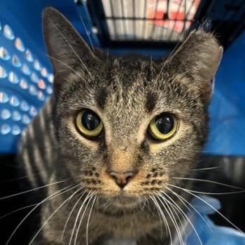 Rescue Domestic Short Hair Cats for Adoption in New York, New York - Rita | PetCurious