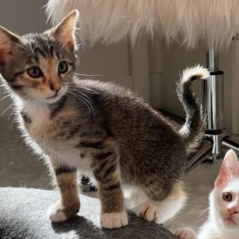 Domestic Short Hair Cats Available for Adoption in Juno Beach, Florida - Chiquitita | PetCurious