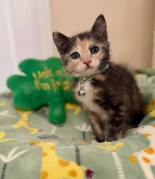 Domestic Short Hair Cats Available for Adoption - EMERALD | PetCurious