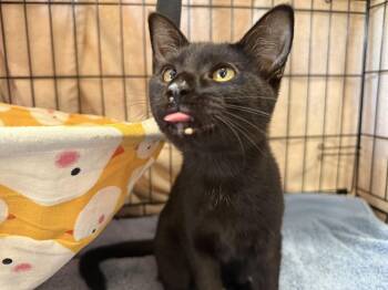Domestic Short Hair Cats Available for Adoption - Caper | PetCurious