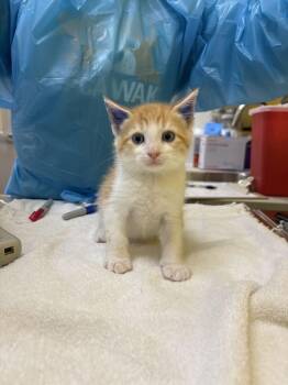 Market -  Domestic Short Hair Cat for Adoption in Raleigh, North Carolina - Market | PetCurious